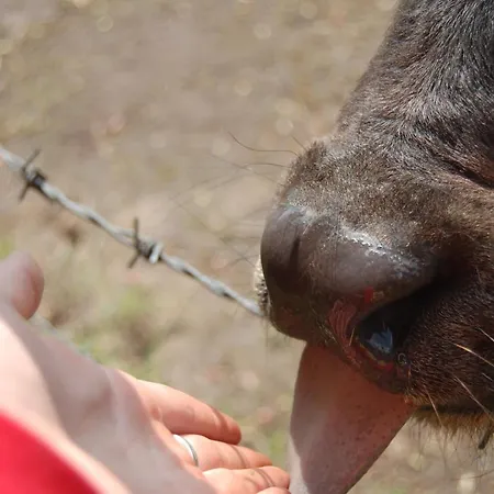 Land-gut-hotel Allerhof Inn Frankenfeld