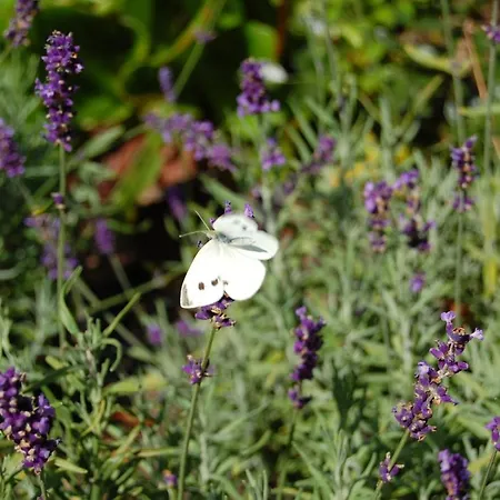 Inn Land-gut-hotel Allerhof