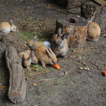 Land-gut-hotel Allerhof Frankenfeld