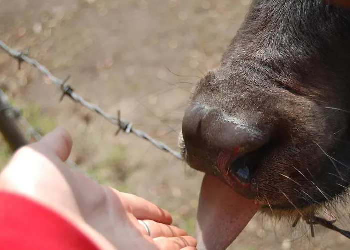 Land-gut-hotel Allerhof Zajazd Frankenfeld